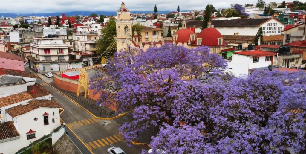 Jacarandas